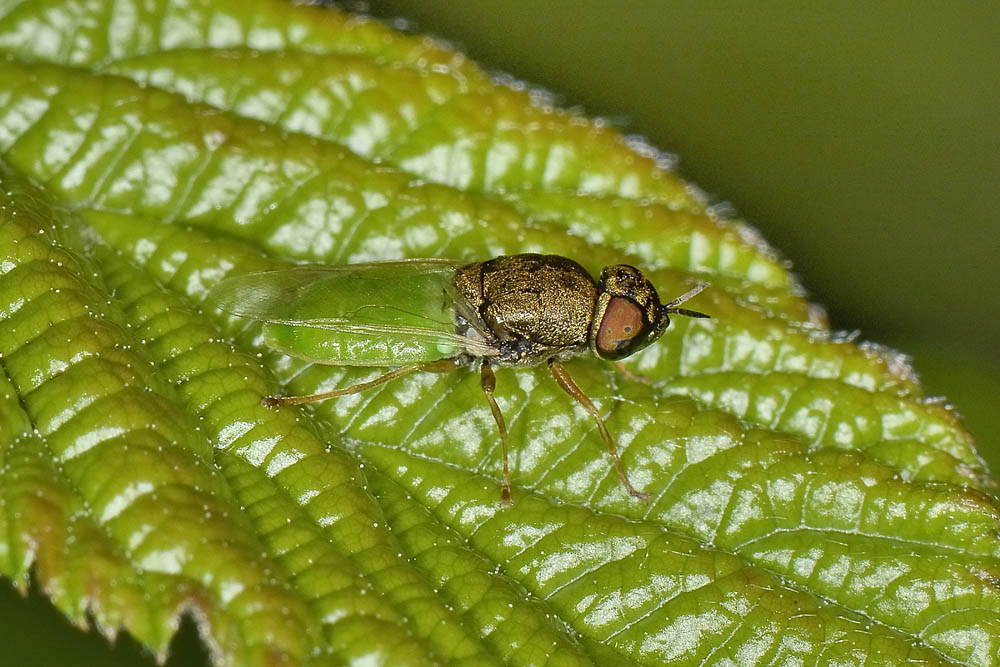 Stratiomydae da id.